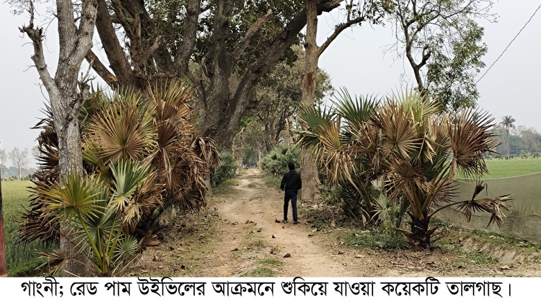 তিন শতাধিক গাছের মৃত্যু, আক্রমনের শিকার সহস্রাধিক ...