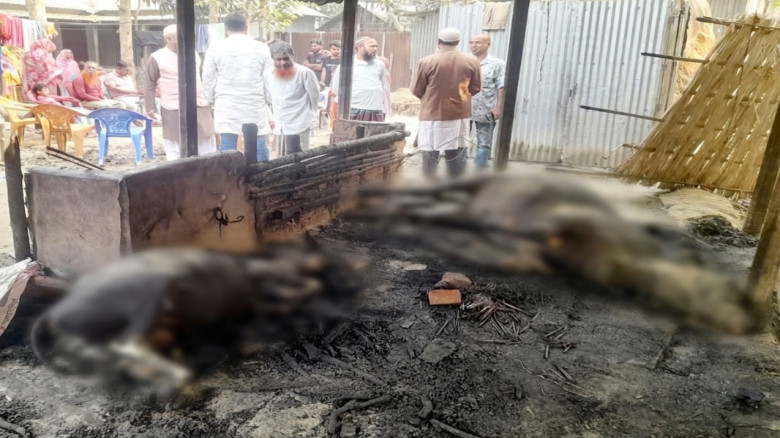 সাঘাটায় গোয়ালঘরে অগ্নিকাণ্ডে লক্ষাধিক টাকার ক্ষয়...