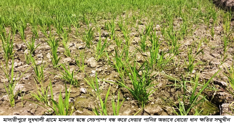 খড়ার আগুনে পুড়ছে বোরো ধান ক্ষেত...