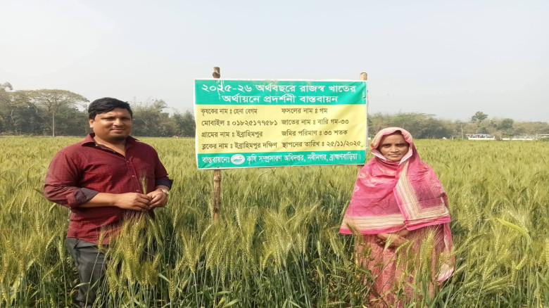 নবীনগরে পতিত জমিতে গম চাষে সফল কৃষকেরা...