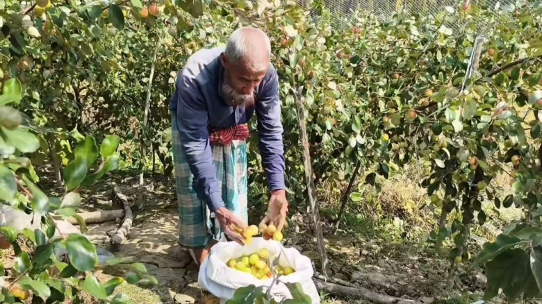জিয়ানগরে ধান ছেড়ে কুলে ঝুঁকছেন কৃষক,  নতুন সম্ভাবন...