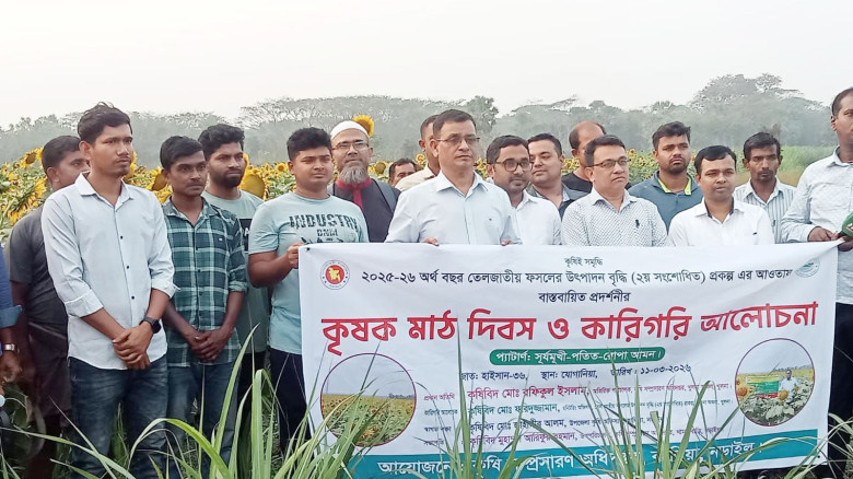 কালিয়ায় সূর্যমুখী চাষ সম্প্রসারণে কৃষক মাঠ দিবস অন...