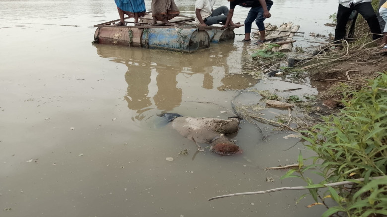 চুনারুঘাটে খোয়াই নদীতে গরু নিয়ে পার হওয়ার সময় নিখো...
