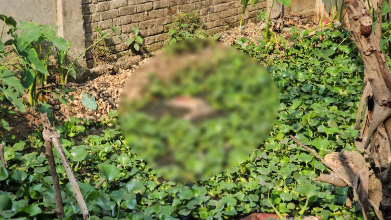 বাড়ির পাশের ডোবায় ভাসছিল নারীর কয়েক খন্ড লাশ!...