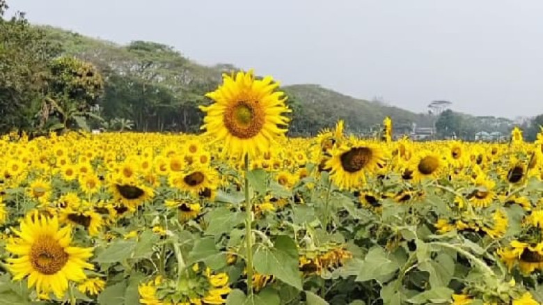 নবীনগরে হলুদের হাসি, সূর্যমুখী চাষে নতুন সম্ভাবনা...