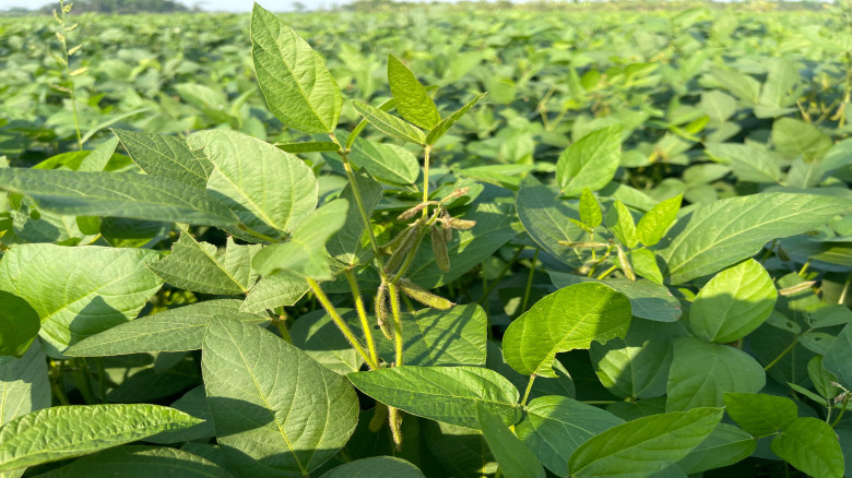 চরজুড়ে সয়াবিনের সবুজ বিপ্লব, সয়াল্যান্ড খ্যাত রায়প...