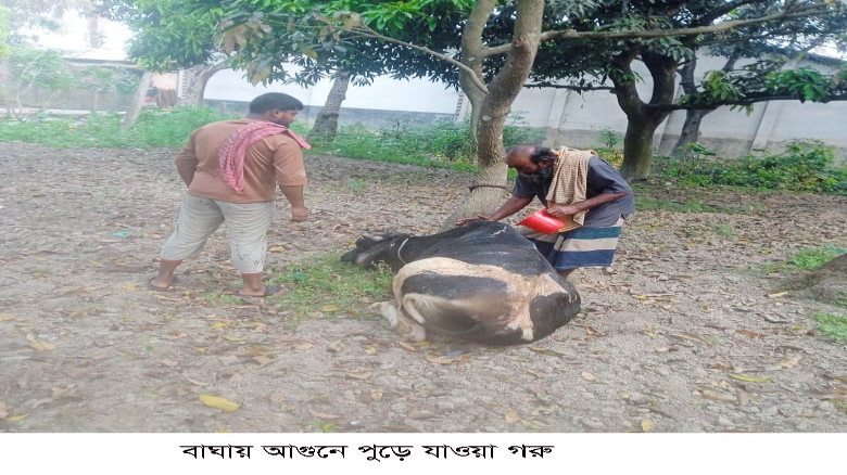 বাঘায় অগ্নিদগ্ধ গরুকে বাঁচাতে গিয়ে আহত গৃহবধু হাসপ...