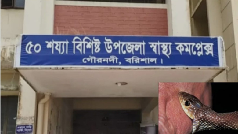 বরিশাল গৌরনদীতে সাপে কাটা রোগীর চিকিৎসা সংকট, প্রা...