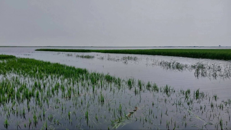ধর্মপাশা ও মধ্যনগরে হাওরের পানিতে ভাসছে কৃষকের স্ব...