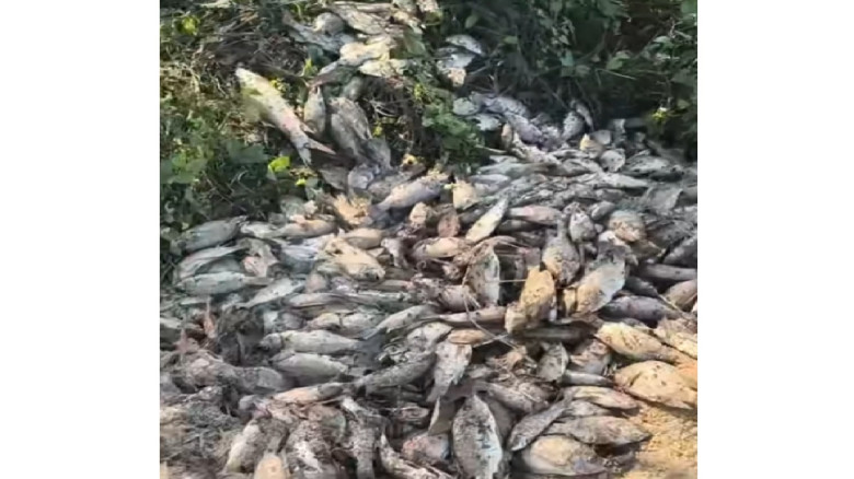 পরশুরামে কীটনাশক দিয়ে মাছ নিধন...