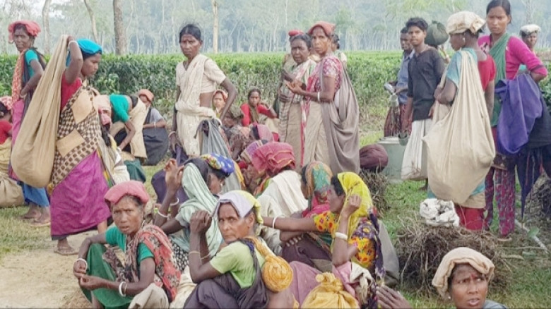 মাধবপুরে অস্তিত্ব সংকটে ৫টি চা বাগান, বিপাকে হাজার...