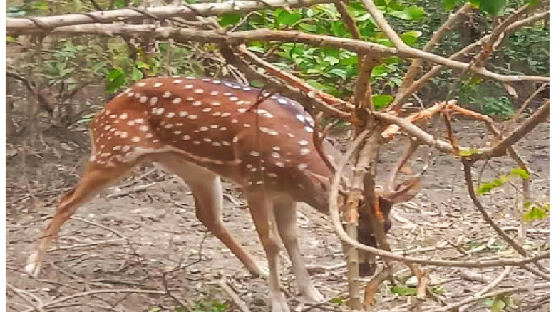 সীতাকুণ্ডে কুকুর দিয়ে হরিণ শিকার, বিলুপ্তির আশঙ্কা...