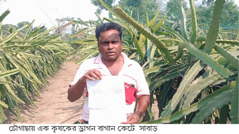 চৌগাছায় শত্রুতার বলি কৃষকের ড্রাগন বাগান, থানায় অভ...
