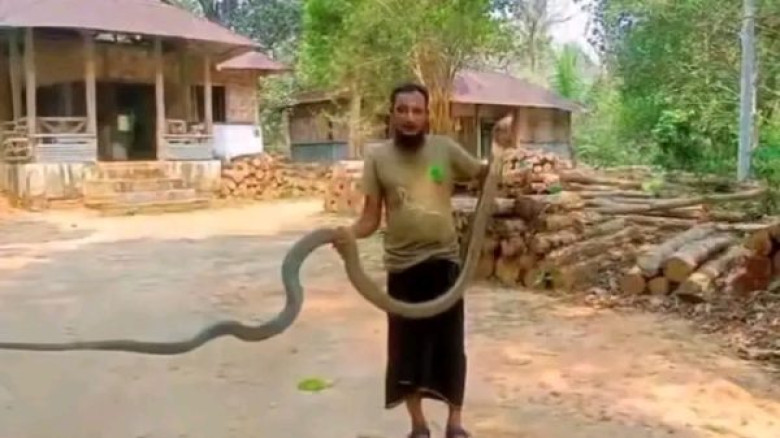 চুনারুঘাটে দুই কিং কোবরা সাপ অবমুক্ত...