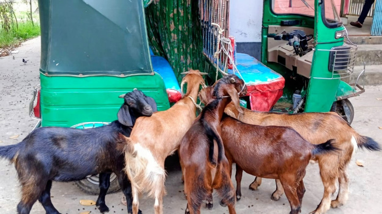 লাকসামে ৫টি ছাগলসহ দুই চোরকে আটক করেছে পুলিশ...