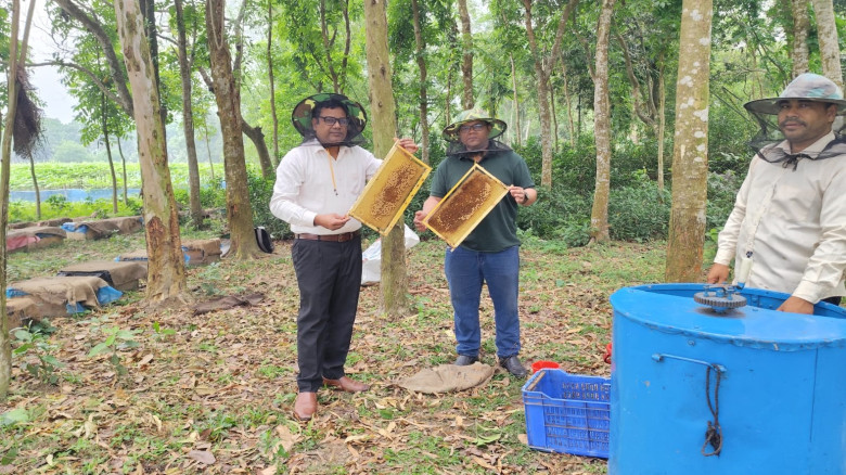 ঠাকুরগাঁওয়ে বিসিকের উদ্যোগে মিষ্টি কুমড়ার মাঠে মৌচ...