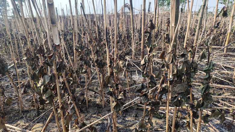 রাজবাড়ীতে গভীর রাতে পান বরজে আগুন...