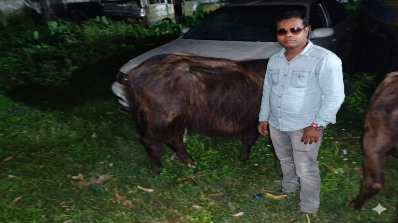 তারাকান্দায় ৩টি চোরাই মহিষ উদ্ধার...