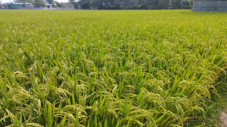 উখিয়ায়  বোরো চাষে সোনালী ধান দোলছে মাঠ জুড়ে...