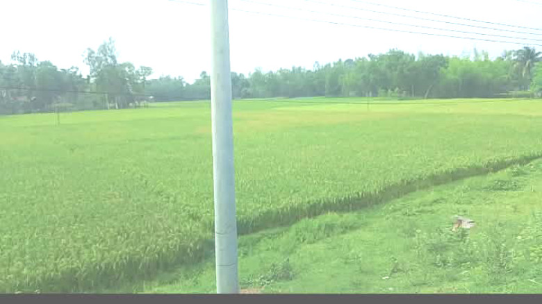 শেরপুরের ঝিনাইগাতীতে বোরো ফসলের লক্ষ্যমাত্রা অর্জি...