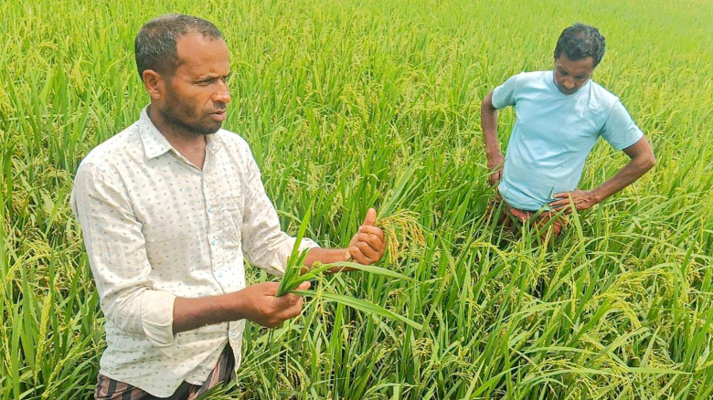 বিএডিসির বীজ কেলেঙ্কারি: নেত্রকোণায় ধানখেতে সর্বনা...