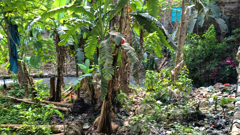 কটিয়াদীতে মশার উপদ্রবে নাজেহাল মানুষ, লোক দেখানো ক...