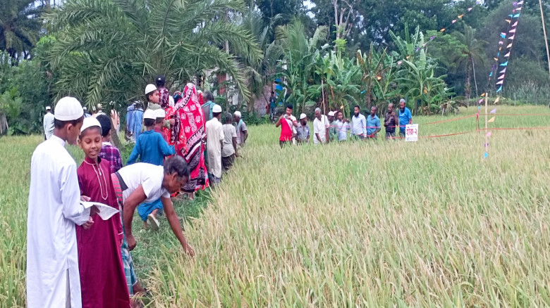 নাজিরপুরে হীরা -২ এর বাম্পার ফলন; সুপ্রীম সিডের মা...