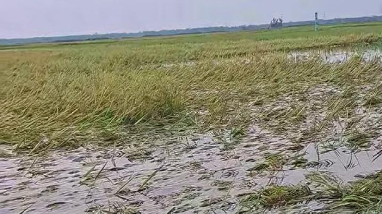 ওসমানীনগরে প্রবল বর্ষণ ও দমকা হাওয়ায় অস্থির: বন্যা...