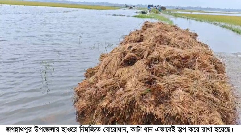 জগন্নাথপুরে হাওর এলাকায় ফসল হারা কৃষকদের হাহাকার...