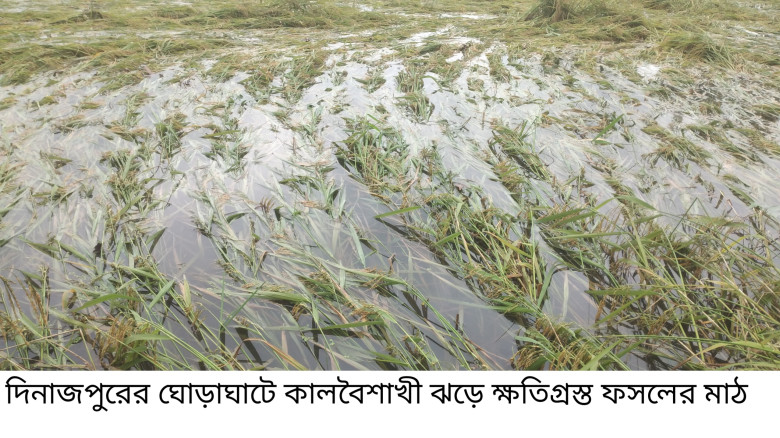 ঘোড়াঘাটে কালবৈশাখী ঝড়ে ধান ও ভুট্টাসহ ফসলের ব্যা...
