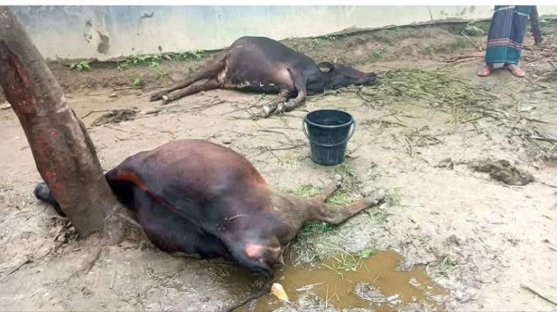 রাণীশংকৈলে প্রাকৃতিক দূর্যোগে ফসলের ব্যাপক ক্ষতি...
