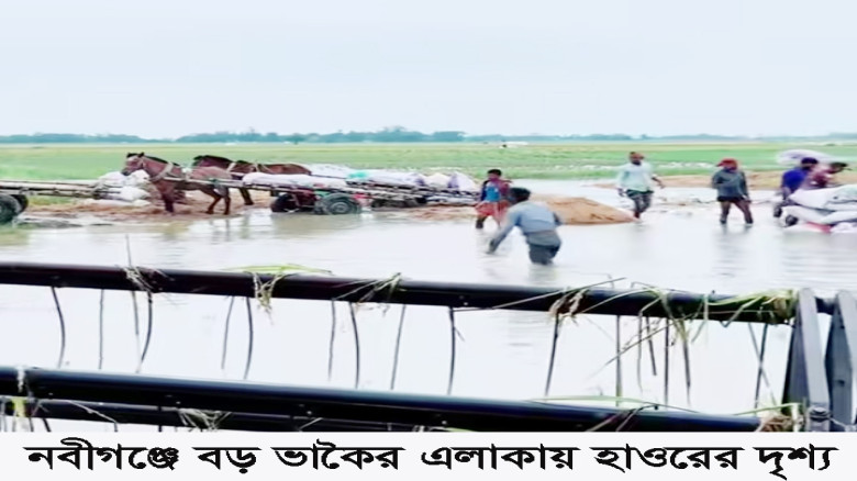 নবীগঞ্জে বোরো ধান পানিতে তলিয়ে, কৃষকদের বুকে হাহাক...
