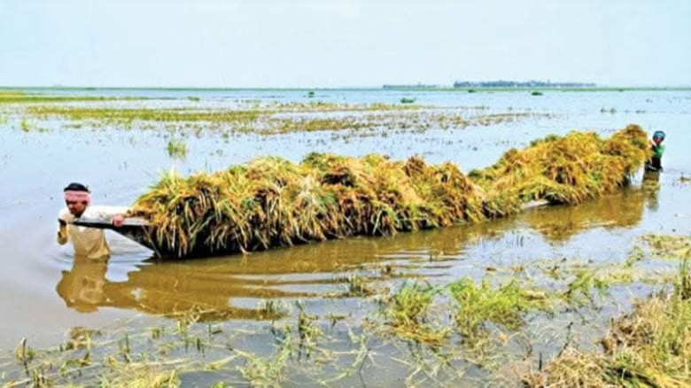 কসবায় দ্রুত পাকা ধান কাটার নির্দেশ...