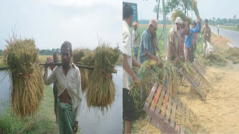 সৈয়দপুরে বৈরী আবহাওয়ায় ধান নিয়ে বিপাকে কৃষকরা...
