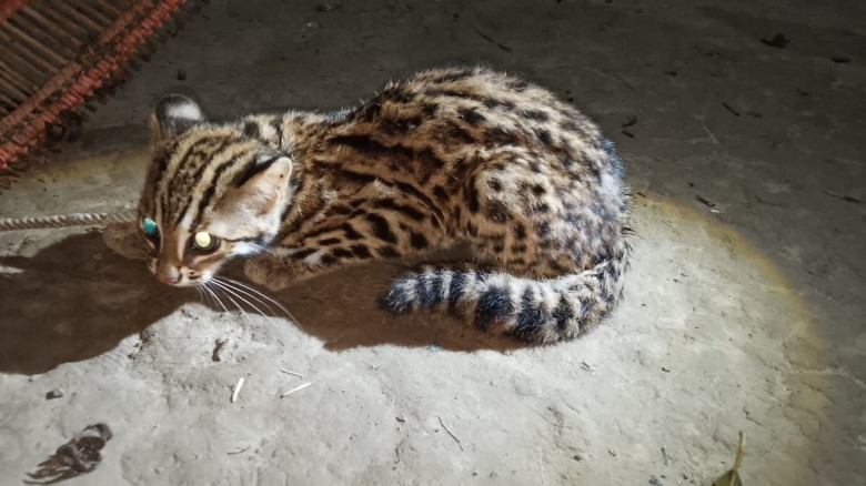 চুনারুঘাটে মেছো বিড়াল উদ্ধার করে অবমুক্ত...