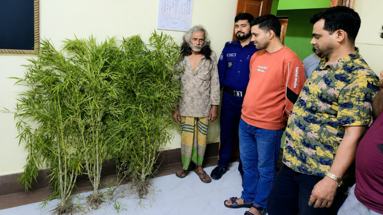 কলাবাগানে গাঁজা চাষ, নকলায় সুরত আলী গ্রেফতার...