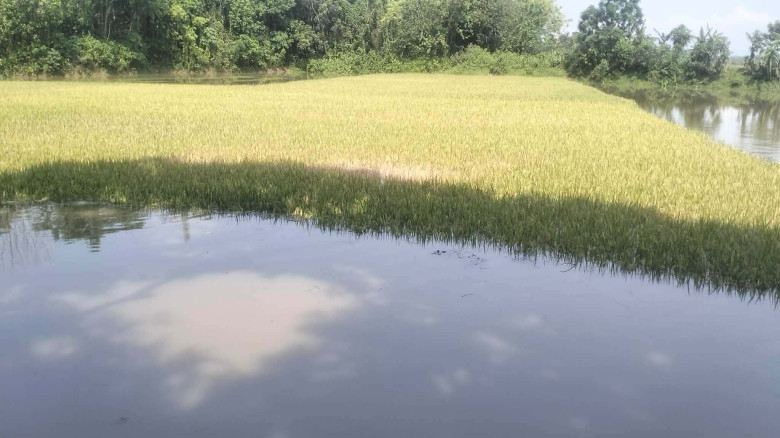 চুনারুঘাটে খাল খনন সম্পন্ন না হওয়ায় জলাবদ্ধতায় তলি...