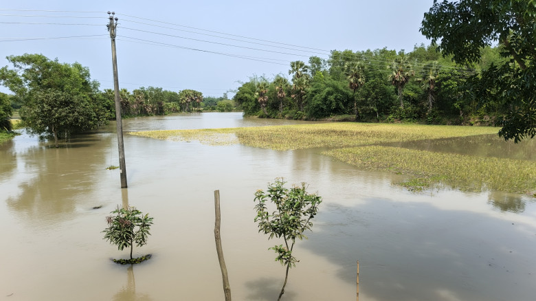 বৃষ্টিতে গাজীপুরের শ্রীপুরে ফসলের জমি শতশত বিঘার ধ...
