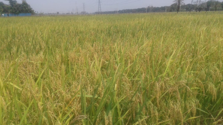 বৈরি আবহাওয়ার কারণে ফসল ঘরে তোলা নিয়ে শংকিত খুলন...
