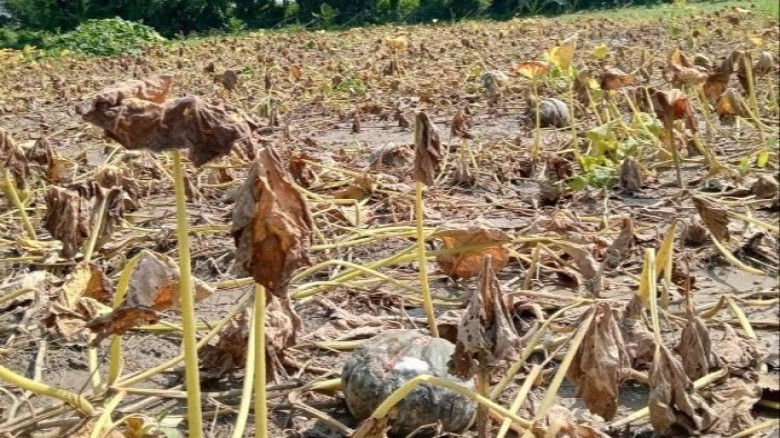 মুষলধারে বৃষ্টিতে শাক-সবজি বিনষ্ট, বাজারে চড়া দাম...