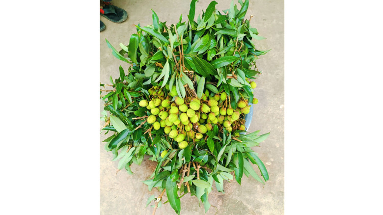 লাভের আশায় কাঁচা-আধা পাকা লিচু বিক্রি করছেন ব্যবসা...