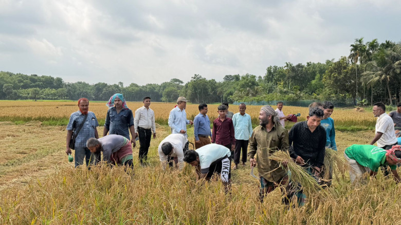 কালিয়ায়  কৃষক সমিতির উদ্যোগে ধান কাটা উৎসব, ১৫ কৃষ...