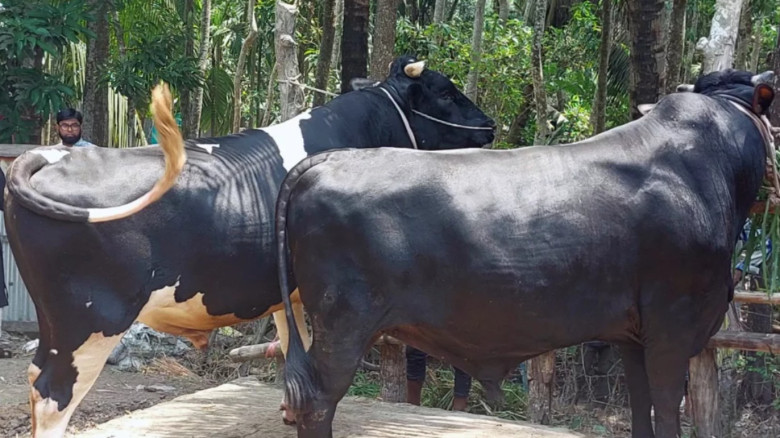 চাঁদপুরে ‘জোড়া কিং’ দেখতে ভিড়, দাম ১৩ লাখ টাকা...