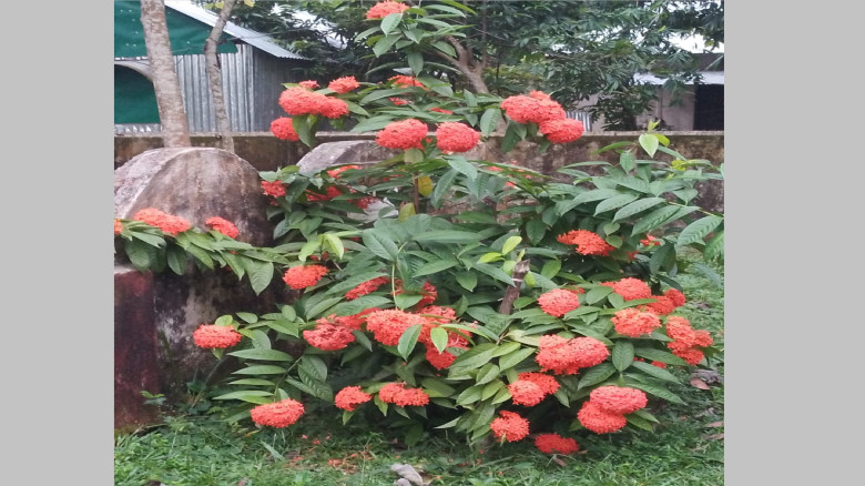 ফুলে ফুলে সাজানো বাড়ির আঙিনা, মুগ্ধতা ছড়াচ্ছে মে ফ...