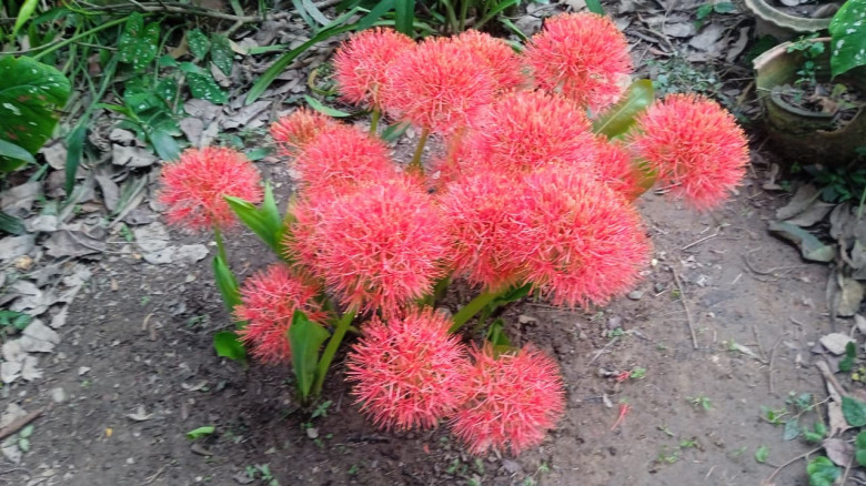 ফুল ফল গাছে সাজানো বাড়ি, মুগ্ধতা ছড়াচ্ছে মে ফ্লাওয়...