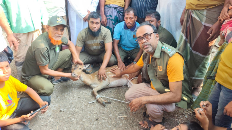 কুকুরের দাওয়া খেয়ে লোকালয় আশ্রয় নিল মায়াবী হরিণ...