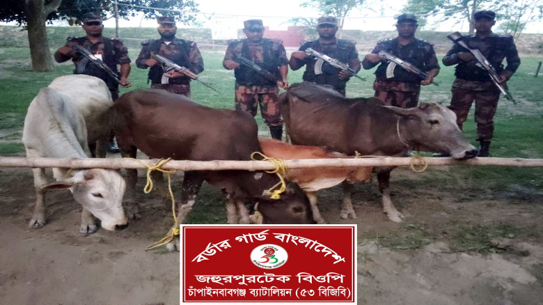 চাঁপাইনবাবগঞ্জ সীমান্তে তিন লক্ষ টাকার ভারতীয় গরু ...