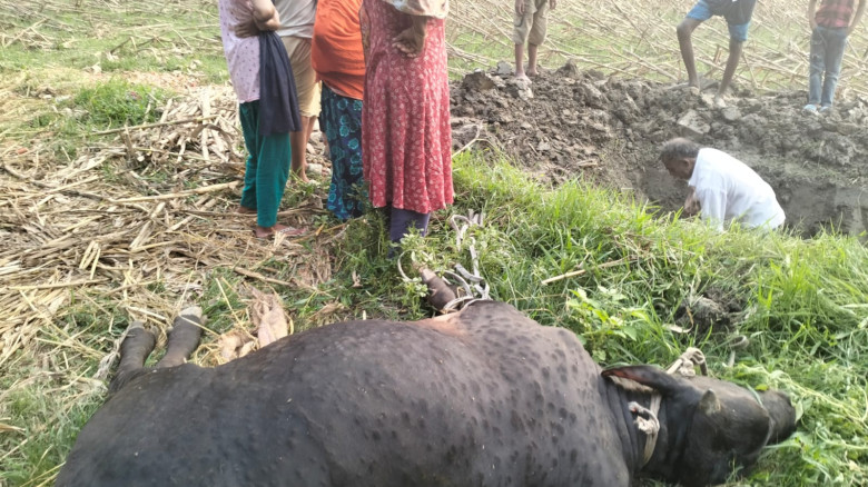 কোরবানির আগে  চাঁদপুরে লাম্পি স্কিন আতঙ্ক...