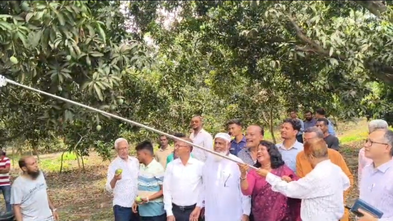 চুয়াডাঙ্গায় বাণিজ্যিকভাবে আম সংগ্রহ শুরু...
