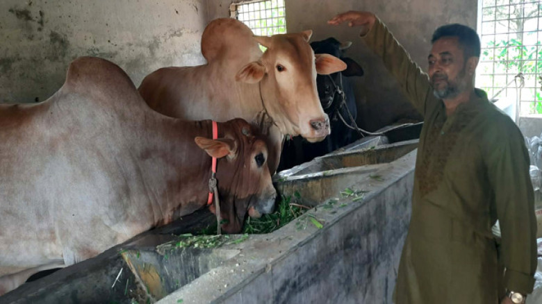 রাজশাহীতে এবার কোরবানির  মাঠ কাপাতে থাকছে ’সিমবা’ ...